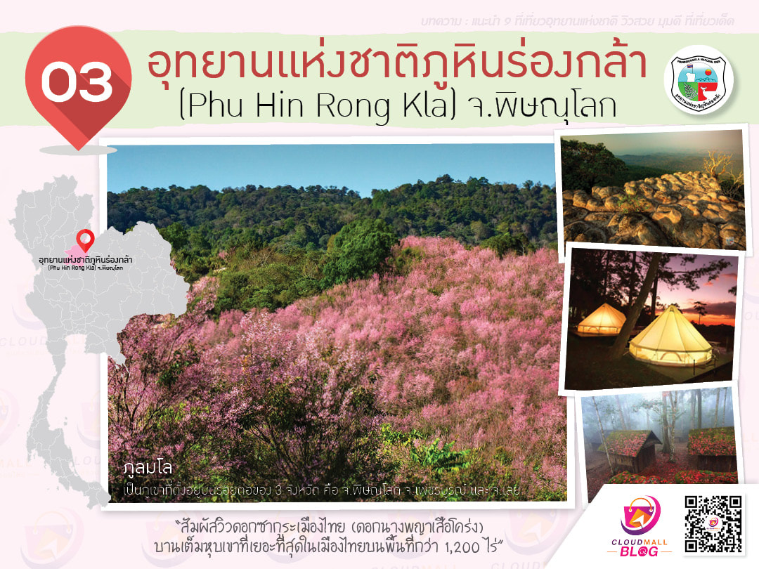 3.อุทยานแห่งชาติภูหินร่องกล้า (Phu Hin Rong Kla) จ.พิษณุโลก “สัมผัสวิวดอกซากุระเมืองไทย (ดอกนางพญาเสือโคร่ง) บานเต็มหุบเขาที่เยอะที่สุดในเมืองไทยบนพื้นที่กว่า 1,200 ไร่” ‘ภูลมโล’ เป็นอีกหนึ่งสถานที่ท่องเที่ยวหนึ่งที่ถูกพูดถึงกันอย่างมาก โดยอยู่ภายในเขตอุทยานแห่งชาติภูหินร่องกล้า เป็นภูเขาที่ตั้งอยู่บนรอยต่อของ 3 จังหวัด คือ จ.พิษณุโลก จ.เพชรบูรณ์ และ จ.เลย ซึ่ง ดอกซากุระเมืองไทย หรือ ดอกนางพญาเสือโคร่ง จะเริ่มแบ่งบานในช่วงฤดูหนาว หรือ ประมาณช่วงปลายเดือนธันวาคมถึงเดือนกุมภาพันธ์ (บางครั้งจะบานไม่ตรงกัน ต้องเช็คข้อมูลกับทางอุทยานฯ ก่อนทุกครั้ง) ซึ่งถือเป็นอีกจุดเช็คอินที่นักท่องเที่ยวสายธรรมชาติ ชื่นชอบวิวดอกไม้จะต้องมีโอกาสได้ลองไปเยือนกันดูสักครั้งหนึ่ง นอกจากวิวดอกไม้ที่สวยงามแล้ว ภายในอุทยานแห่งชาติภูหินร่องกล้ายังมีแหล่งท่องเที่ยวที่หลากหลายอีกมากมายไม่ว่าจะเป็น ทางเดินศึกษาธรรมชาติ เช่น ลานหินแตก, ลานหินปุ่ม, ภูแผงม้า ชมประวัติศาสตร์/วัฒนธรรมซึ่งอดีตเคยเป็นสมรภูมิรบและเป็นฐานที่มั่นของกลุ่มคอมมิวนิสต์ในไทย เช่น โรงเรียนการเมืองการทหาร, กังหันน้ำ, สำนักอำนาจรัฐ, ผาชูธง, สะพานมรณะ แหล่งท่องเที่ยวน้ำตกที่สวยงาม เช่น น้ำตกหมันแดง, น้ำตกร่มเกล้า-ภราดร, น้ำตกห้วยขมิ้นน้อย เหล่านี้เองก็ถือเป็นอีกจุดเช็คอินน่าสนใจที่นักท่องเที่ยวสายธรรมชาติที่ยังไม่เคยได้มาสัมผัสต้องลองมาเที่ยวกันดูสักครั้งหนึ่ง