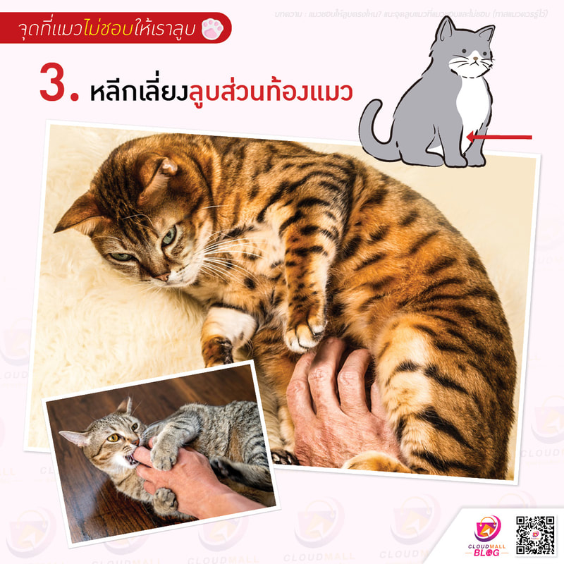 3.หลีกเลี่ยงลูบส่วนท้องแมว บริเวณส่วนท้องของแมว ถือเป็นจุดที่อ่อนไหวและอ่อนแอมากที่สุด แมวจะไม่ยอมเปิดเผยส่วนหน้าท้องให้ใคร หรือ แมวตัวอื่นเห็นง่ายๆ หากมันไม่ไว้ใจ ไม่คุ้นเคย โดยเฉพาะคนแปลกหน้า แมวบางตัวมักจะคว่ำท้องลงเพื่อหลบคนแปลกหน้าทันที แต่ถ้าหากคุณคุ้นเคยกับแมวคุณดีพอ แมวก็จะนอนแผ่โชว์ท้องให้เห็นได้ จะแสดงออกถึงความผ่อนคลาย สบายใจและไว้ใจคุณได้ แต่ก็ไม่ได้หมายความว่าคุณควรไปจับส่วนท้องของแมว เพราะแมวส่วนใหญ่มักไม่ชอบให้จับ หรือ ลูบท้องเอามากๆ และมีโอกาสที่โดนมัน ตะปบ กัด หรือ ข่วนคุณได้ทันทีหากไปแหย่ ไปเล่นท้องของแมวมากเกินไป